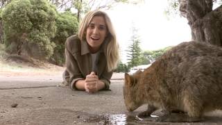 Australia Wide Quokka Craze 2017 [upl. by Rolyat]