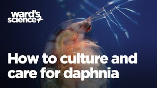 Caring and Culturing for Daphnia [upl. by Kamillah]