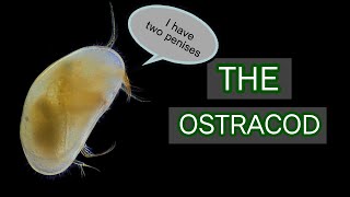 The Ostracod [upl. by Buderus]