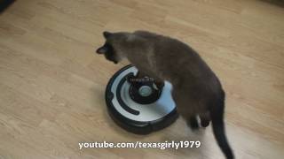 Cat shows HOW TO use iRobot Roomba Vacuum [upl. by Yenhoj]