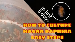 How to Culture Magna Daphnia Easily [upl. by Malarkey443]