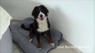 Bouvier Bernois  6 mois  Bernese Mountain Dog [upl. by Bone424]