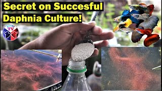 How to Culture Daphnia Successfully [upl. by Nnaeed194]