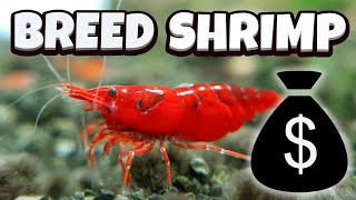 How to Breed Shrimp  A full guide [upl. by Atiken663]