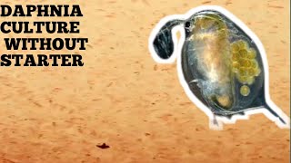 HOW TO CULTURE DAPHNIA NATURALLY WITHOUT A STARTER [upl. by Delphinia293]