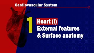 Coronary circulation  an Osmosis Preview [upl. by Adnovoj]