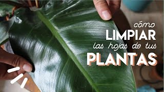 Cómo LIMPIAR las hojas de tus PLANTAS Probando 3 métodos [upl. by Leah]