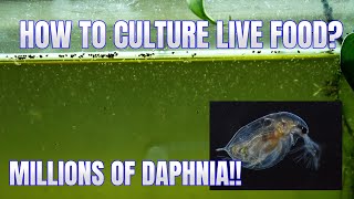 How to Culture Daphnia Secret Method to Breed MILLIONS  Simply Aquatic [upl. by Flo]