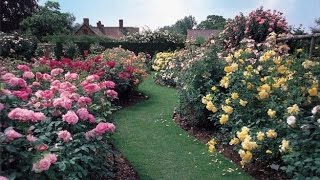 ¿Cómo cultivar rosales en tu jardín [upl. by Eiramanin]