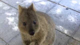 Adorable Quokka Rottnest IslandMOV [upl. by Thamos730]