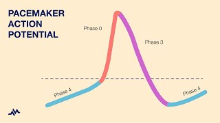 Pacemaker Action Potential [upl. by Amadeo]