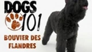 Dogs 101  Bouvier Des Flandres [upl. by Roselle]