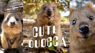 CUTE amp HAPPY Quokka Compilation [upl. by Anaujd]