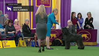 Bouviers des Flandres  Breed Judging 2019 [upl. by Ahsilyt502]