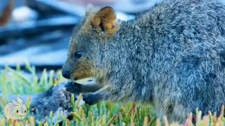 Meet the Quokka  Cutest Animal from Australia [upl. by Esinet]