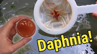 How I Culture Daphnia In Outdoor Tubs [upl. by Zolner]