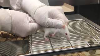 Mouse Subcutaneous SC Injection [upl. by Ahcarb]