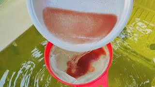 How to culture daphnia  Daphnia culture  How to grow daphnia outdoor [upl. by Aphrodite]