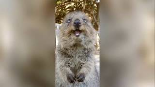 Quokkas doing what they do best SOUND ON [upl. by Deehan392]