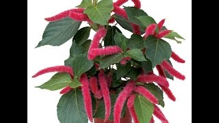 Growing the Chenille Plant Acalypha hispida [upl. by Glavin406]