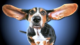 High Frequency Sound For Dogs [upl. by Mastrianni]