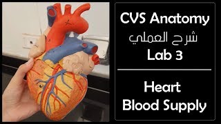 External Features of the Heart  Dr Ahmed Farid [upl. by Sheff]