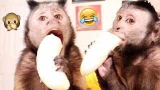 Monkey Devours ENTIRE Banana [upl. by Templia]