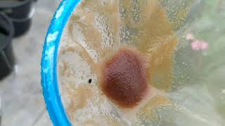 How to culture daphnia moina in a small container Part 1 English Subtitle [upl. by Hefter]