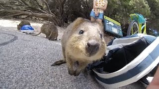 Adorable Quokka Wants A Cuddle [upl. by Hengel]