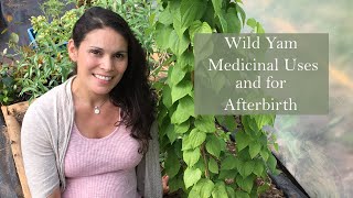 Medicinal Uses and Health Benefits of Wild Yam Dioscorea villosa with Marina Kesso [upl. by Hughie]