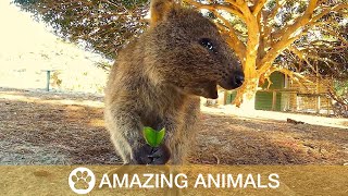 Adorable Quokka Smiling and Jumping At Camera [upl. by Varden]