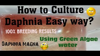 Daphnia MagnaHow to Culture Daphnia Easy wayCulturing Daphnia using Green water Daphnia [upl. by Wj675]