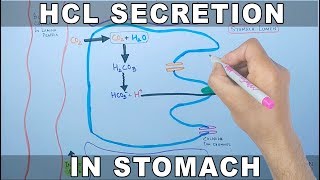 Mechanism of HCL Secretion [upl. by Maddeu]