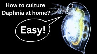 BEST Live Fish Food Beginner guide How to Culture Daphnia at home [upl. by Cris46]