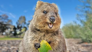 Quokka Eating A Leaf Compilation  Animal ASMR  Quokka Sound Vertical [upl. by Susann]