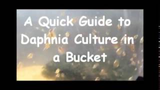 How to culture daphnia outside [upl. by Selia267]