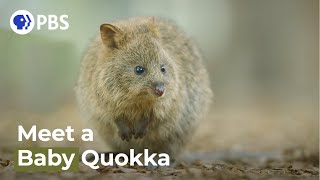 Spy Quokka Meets a Joey [upl. by Oeflein]