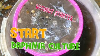 How to culture daphnia moina the easy way 1  Starting the Daphnia culture [upl. by Emmye]