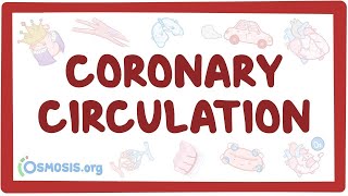 Cardiac Action Potential  Electrophysiology  Cardiomyocytes  Cardiology🫀 [upl. by Barabas809]