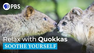 Relax with a Family of Quokkas [upl. by Eetak]