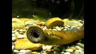 Sea lamprey Petromyzon marinus [upl. by Ahsoyem]