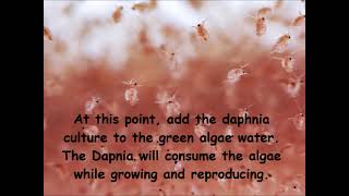 Daphnia  How to grow daphnia in your home [upl. by Randy]