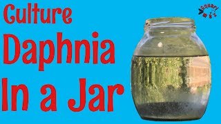 How to Culture Daphnia in a Jar [upl. by Eachern]