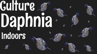 How to Culture Daphnia [upl. by Blackmun868]