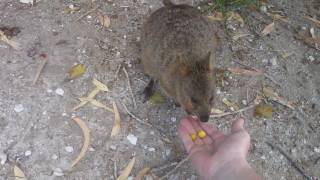 When Quokkas Attack [upl. by Christoph]