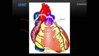 Pacemaker Cells of the Heart  Cardiology [upl. by Minda]