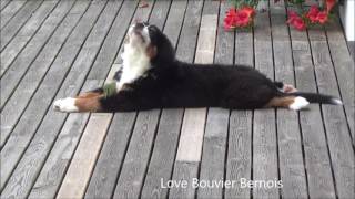 Bouvier Bernois  3 mois et 3 semaines  Bernese Mountain Dog [upl. by Lolande]