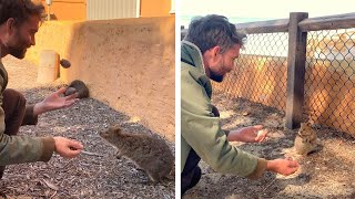 Adorable Quokka Reacts To Juggling Show [upl. by Utas830]