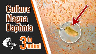 How to culture DAPHNIA MAGNA  The easy way [upl. by Niel]