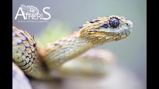 Atheris hispida Uganda African Hairy Bush Viper vipère dragon atherisearth [upl. by Aihpled]